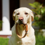 Does my dog need an ID tag AND a microchip?