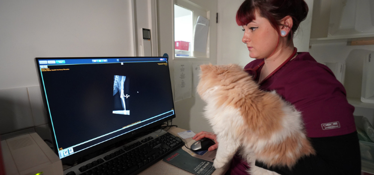Digital pet X-ray facilities
