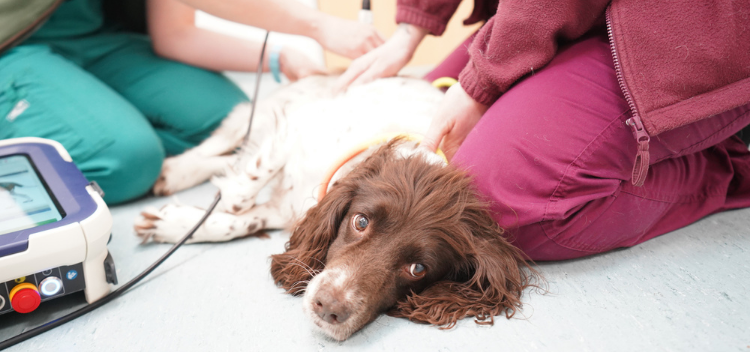 Laser therapy for pets