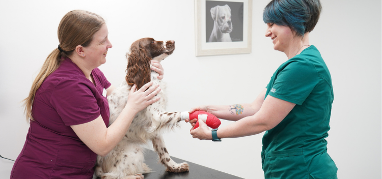 Basic first aid advice for pets