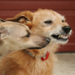 Unwanted dog behaviours – what are they trying to tell you?