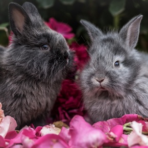 How to find the right companion to make your rabbit happy