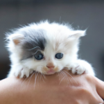 Kitten vaccinations, enrichment & nutrition – read our Vet’s advice