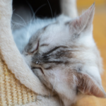 Choosing cat holiday care in the Wincanton area