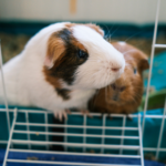 Bob offers advice on transporting guinea pigs