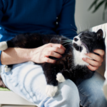 Get Southill Vets’ 6-point cat checklist to do at home