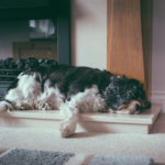 Home care tips for arthritic dogs from Southill Vets