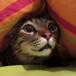 Help Wincanton cats keep calm and carry on this firework season