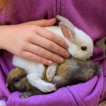 Get Southill Vets’ top tips for getting a new pet rabbit