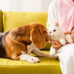 TW // Pet cancer awareness month – Wincanton vets share the signs to look for