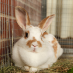 TW // Southill Vets explains cancer risk to unneutered female rabbits