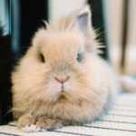 Winter care essentials for Wincanton rabbits young and old