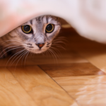 How cat stress presents itself