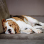 Bonfire Night, Christmas, New Year – how to help stressed dogs cope