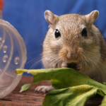 Is your rabbit, hamsters or other small furry pet stressed out?