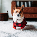 Six easy ways to perk up your pooch in the new year