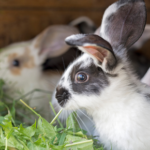 Get advice from Southill Vets’ nurses on rabbit enrichment