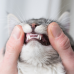Why you need to act now to protect your cat’s oral health