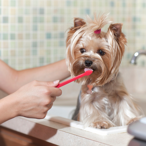 Vet Bob O’Brien recommends six dental checks every dog owner should be making