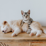 Vets in Wincanton offer advice on which pets need neutering and why