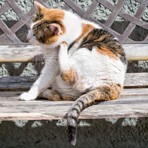 Bob shares tips for preventing and getting rid of cat fleas