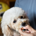 Protect your dog from worms with Southill Vets’ 3-step guide