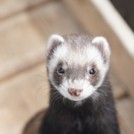 Ferrets in season – make a plan now with Southill Vets