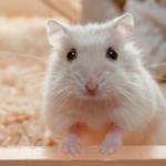 Hamster under the weather? Vet Bob helps owners spot illnesses at home