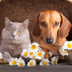 Is pet insurance worth it and what to look for in a policy