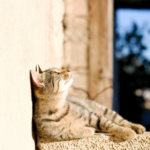 Vet Bob has advice for cat owners about heatstroke