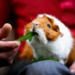Is a guinea pig right for you? Learn more here…