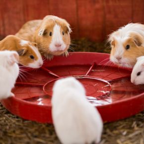 Vet Bob O’Brien discusses why guinea pigs need companions