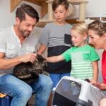 Valuable advice for cat adoption in 2024 from Southill Vets