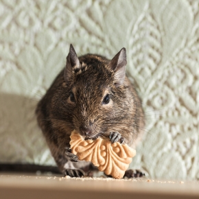 Degus, rabbits, hamsters… is 2024 the year to consider a new small furry pet?