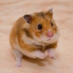 Bob’s pregnancy advice for hamsters, guinea pigs and other small furries