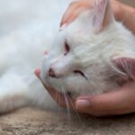 Vet Bob O’Brien explores essential facts about cat leukaemia