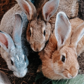 Hop into Health: The importance of Rabbit Vaccinations