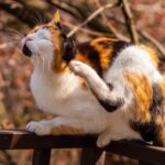 Southill Vets shares five signs your cat may have fleas