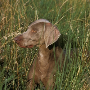 Understanding the dangers of ticks on dogs