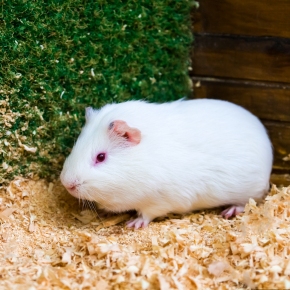 Flystrike Alert: Protecting rabbits & guinea pigs in Wincanton