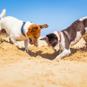 Six dog-friendly UK staycation hot spots – from Southill Vets