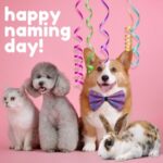 Wincanton Vet Nurses Share Ideas for the Perfect Pet Name