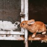 Finding Your Rabbit a Furry Friend in Wincanton