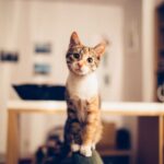 Stay Connected & Keep Your Pet Safe: Top Pet Camera Features