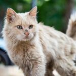 Cat Given Up on Grooming? Read Bob’s Advice