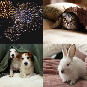 First Fireworks Season with Your Pet? Here’s What to Know