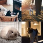 Autumn Changes for Dogs, Cats and Rabbits in Wincanton