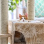 Would Your Cat Love a Catio?
