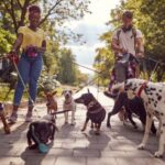 Healthy Heart, Happy Mind: Why Dog Walking Rocks!