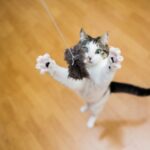 Toy Time for Your Tabby: Southill Vets’ Guide to Cat Toys